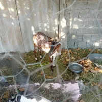 فروش۳تا کهره بربری