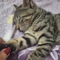گربه آروم و مهربون