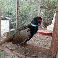 مرغ و خروس خاص