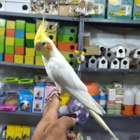 عروس هلندی،کوتوله برزیلی