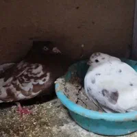 کبوتر سرخ کاکلی|پرنده|پاکدشت, پاکدشت (مامازند)|دیوار