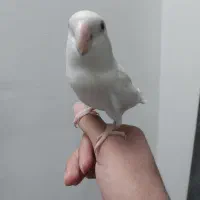 برزیلی دستی آلبینو نَر