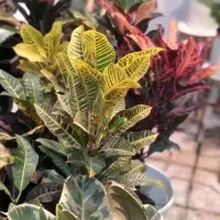 انواع گل‌های آپارتمانی وزینتی|گل و گیاه طبیعی|مشهد, هنرور|دیوار