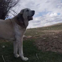 واگذاری سگ عراقی