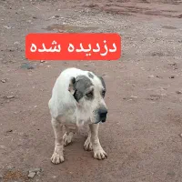 سگ ماده گمشده