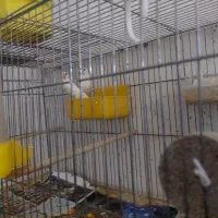 فنچ نرگسی