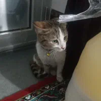 حیوان گربه|حیوانات|میاندوآب, |دیوار