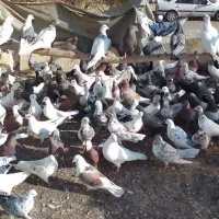 برای فروش یه جایی لطفن تکی نداریم ممنونم