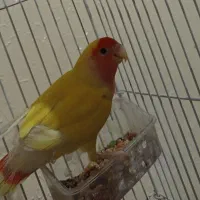 طوطی کوتوله|پرنده|اصفهان, پوریای ولی|دیوار