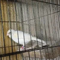 قناری ماده آماده مست مست