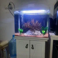 اکواریوم شیشه خم ماهیران|ماهی|اصفهان, عطار نیشابوری|دیوار