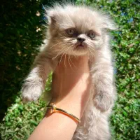 گربه همالین