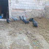 تخم نطفه دار پیلموت راک|حیوانات مزرعه|صوفیان, |دیوار