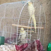 عروس هلندی