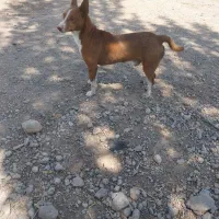 پاکوتاه ۲ ساله