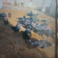 بوقلمون ماده