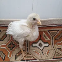 دو عدد جوجه زرد ماشینی