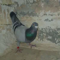 کفتر پلاکی نر