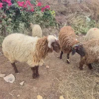 ۸عددبره۵تانر۳ماده خانگی پرگوشت سرحال|حیوانات مزرعه|کرخه, |دیوار