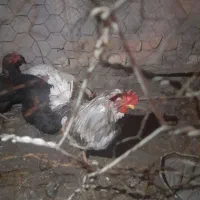 خروس محلی گلین جوان