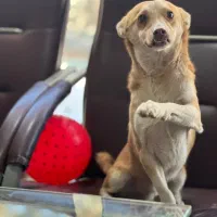 واگذاری رایگان