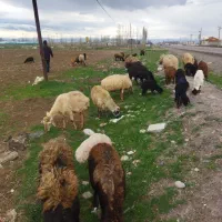 گوسفند زنده