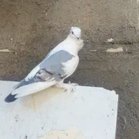 کفتر بلژیکی و پشت دار