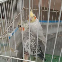 عروس هلندی سخنگو