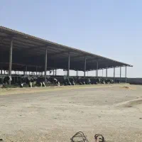فروش کود دامی (پهن ) درجه 1