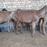۷میش چینی جوان کاوروکاورتوقولی