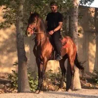 سه راس اسب زیبا|اسب و تجهیزات اسب‌سواری|تهران, نیاوران|دیوار