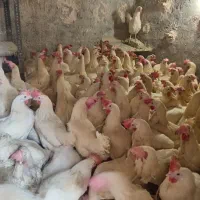 مرغ تخم گذار