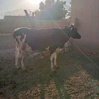 گاو و شنگل|حیوانات مزرعه|شوشتر, |دیوار