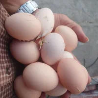 تخم نطفه دار نژاد آمروک