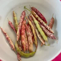 لوبیا چیتی تر