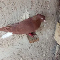 سرخ دم‌سفید|پرنده|سوسنگرد, |دیوار