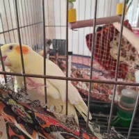 عروس نر بیش از. ۲۰ کلام حرف می زنه معا وضه با|پرنده|مشهد, قائم|دیوار