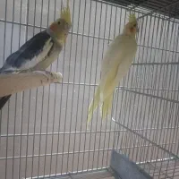 کلش ، کالاف ، فری فایر طاق|کنسول، بازی ویدئویی و آنلاین|قم, سراجه (۱۵ خرداد)|دیوار