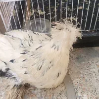 دو عدد مرغ زینتی