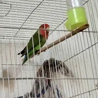 طوطی برزیلی نر