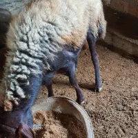 نر تخمی ۳ ساله|حیوانات مزرعه|بندر گز, |دیوار