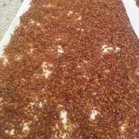 کشمش تیزابی سیسخت کیلو۴۷۰ تازه