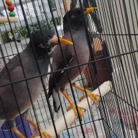 یک جفت مرغ مینا نر و ماده