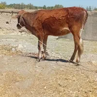 گاو|حیوانات مزرعه|میناب, |دیوار