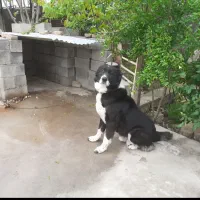 سگ قهدریجونی آدگمیر نر شرط