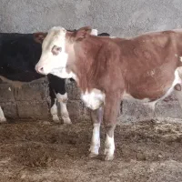 دوراس گوساله نر سیمینتال جنس یک یک آنتیک