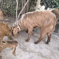 یک عدد بز نر  (پاچن)