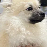 سگ پامر چهار ماه