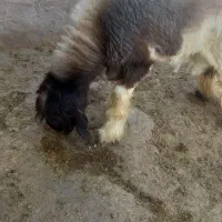 بره قوچی|حیوانات مزرعه|مرودشت, ژیان|دیوار