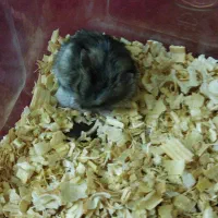 فسقلی خانگی